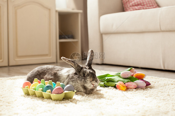 复活节兔子房间里的地毯上,五颜六色的鸡蛋房间里的复活节兔子图片