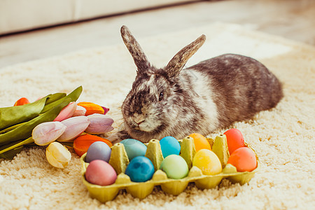 复活节兔子房间里的地毯上,五颜六色的鸡蛋房间里的复活节兔子图片