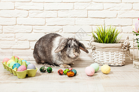复活节兔子鸡蛋青草家里复活节兔子家里图片