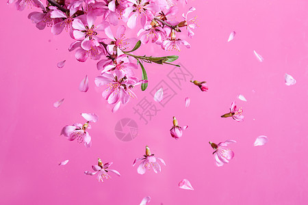 美丽的花朵春花爆炸粉红色的背景春天开花爆炸图片