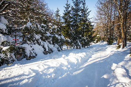 公园里的雪路阳光下阳光明媚的冬季公园图片