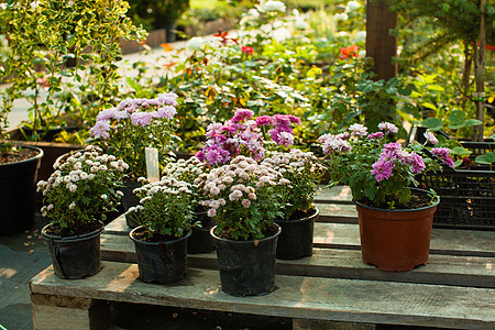 各种常绿植物花卉用于园林绿化户外花园市场图片
