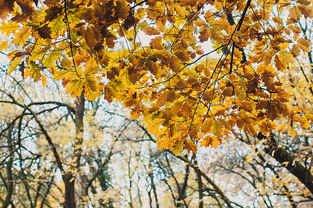 美丽的风景与黄色橡树叶秋天公园里图片
