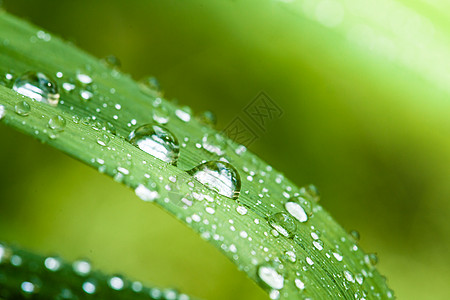 露水特写美丽的绿叶与水滴,特写绿叶上的晨露背景