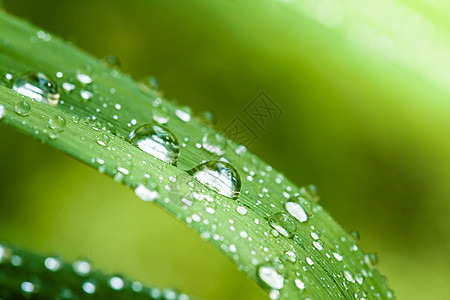 美丽的绿叶与水滴,特写绿叶上的晨露图片