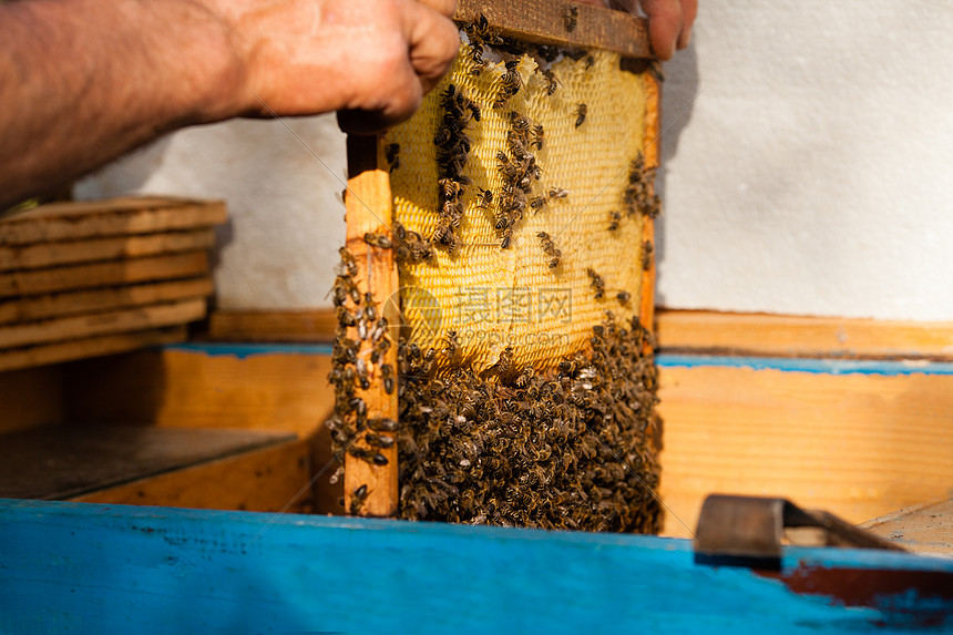 养蜂人着蜜蜂的蜂巢人类事养蜂业图片