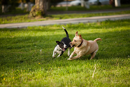 两只狗公园的绿草地上散步公园里遛狗图片