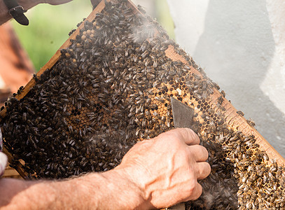 养蜂人着蜜蜂的蜂巢人类事养蜂业背景图片