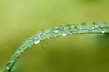 透明水滴美丽的绿叶与水滴特写绿叶上的晨露背景