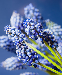 蓝色背景上美丽的麝香草花美妙的麝香草花图片