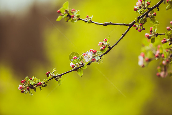 苹果树的枝条粉红色的花,自然开花的季节春天背景绿色背景上苹果树的树枝图片