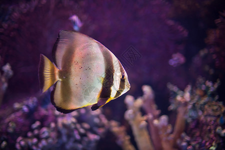 海底世界珊瑚礁异国情调的热带鱼图片
