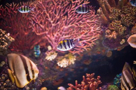 海底世界珊瑚礁异国情调的鱼水族馆中的热带海鱼背景图片