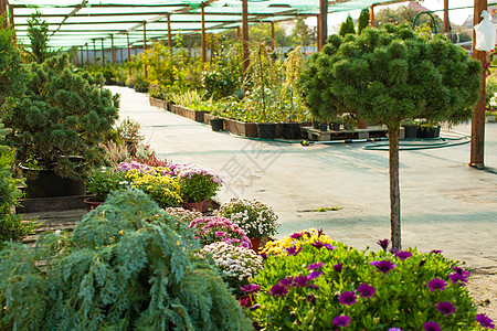 各种常绿植物花卉用于园林绿化户外花园市场高清图片