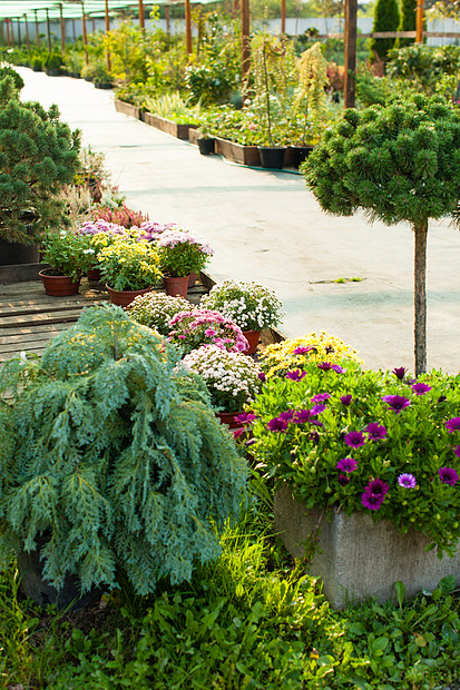 各种常绿植物花卉用于园林绿化户外花园市场