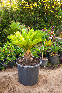 绿色的热带花卉生长花盆里,排列成排热带花园图片
