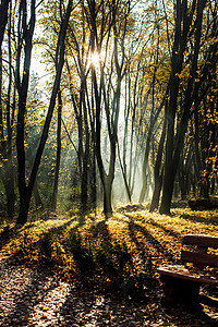 秋天朦胧的早晨公园,长凳秋天朦胧的早晨图片