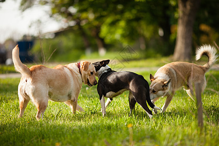 三只狗公园的绿草地上散步公园里遛狗图片