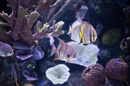 海底世界珊瑚礁异国情调的鱼水族馆中的热带海鱼图片