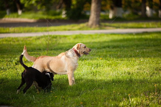 两只狗公园的绿草地上散步公园里遛狗图片