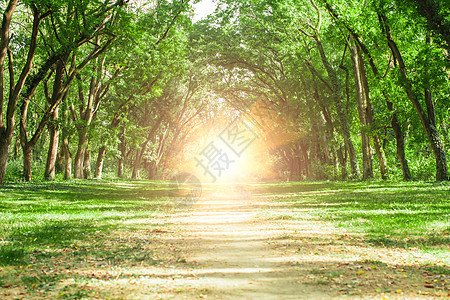 童话般的森林景观古老的橡树伸展太阳,他们了个拱门童话般的森林景观图片