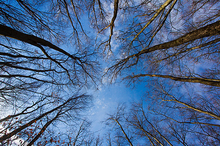 秋天的森林里光秃秃的树,底部向上看秋林晴朗的日子里图片