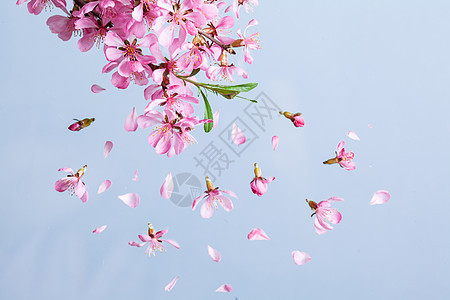美丽的粉红色春花爆炸蓝色的背景春天开花爆炸图片