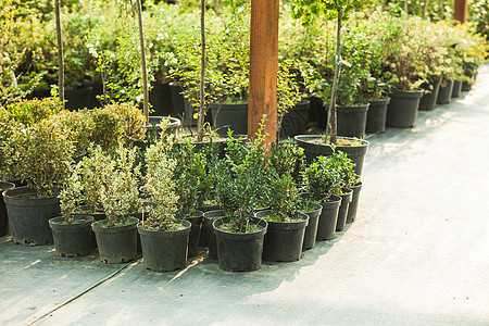 各种常绿植物灌木,用于美化室外绿化户外花园市场图片