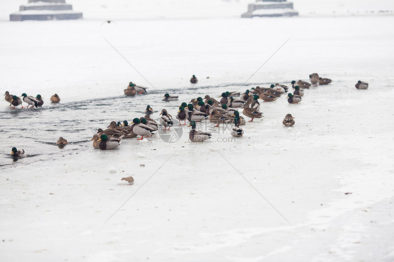 冬天冰冻的河上许多美丽的鸭子冬天的生命鸭子图片