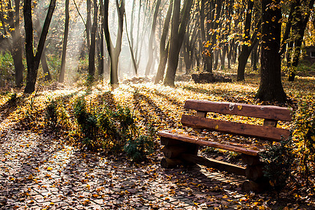 秋天朦胧的早晨公园,长凳秋天朦胧的早晨图片