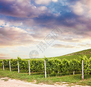 夏季自然葡萄酒景观美丽的葡萄园日落景观,夏季自然葡萄酒景观图片