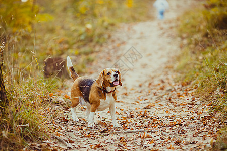 比格犬散步比格犬秋天的森林里散步图片