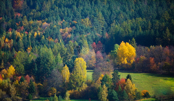 秋天的灌木丛树木捷克共国南莫拉维亚的秋天灌木丛树木图片