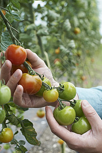 密切农民检查番茄作物图片