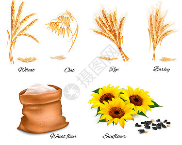 小麦,燕麦,黑麦,向日葵大麦的耳朵矢量插图图片