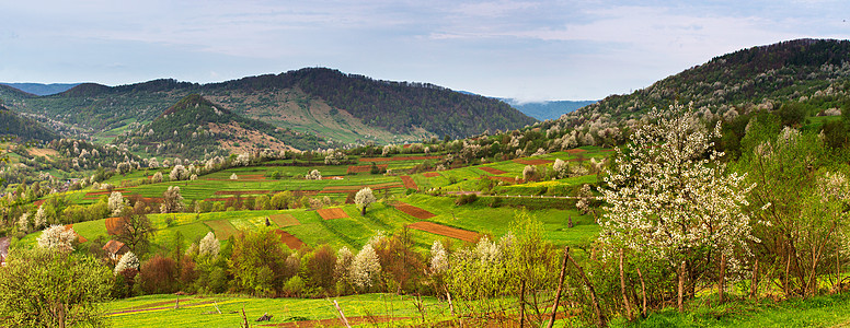 春山全景景观山谷里盛开的树木苹果园山上开花美丽的春天,喀尔巴阡山脉塔特拉斯山脉的全景与盛开的树木图片