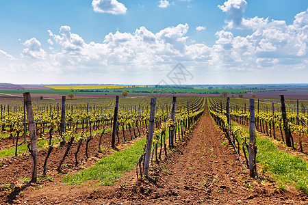 排排葡萄园葡萄藤春天的景观与绿色葡萄园捷克共国南莫拉维亚的葡萄葡萄园图片