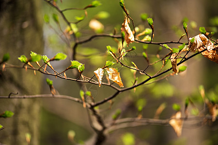 个春天古老的温柔的叶子,花蕾枝条观背景图片