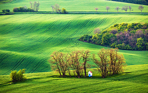 绿色的捷克莫拉维亚可耕地图片