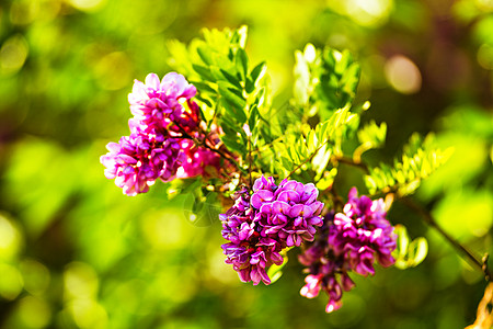 紫色的相思树盛开背景粉红色的罗比尼亚花靠近紫罗兰刺槐开花粉红色的罗比尼亚花靠近紫相思图片