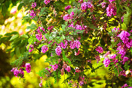 紫色相思树盛开的背景粉红色的罗比尼亚花靠近紫罗兰刺槐开花紫色相思树盛开的背景粉红色的罗比尼亚花图片