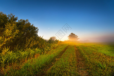 夏日田野上雾蒙蒙的阳光明媚的早晨雾蒙蒙的早晨全景夏天田野上雾蒙蒙的阳光明媚的早晨朦胧的全景图片