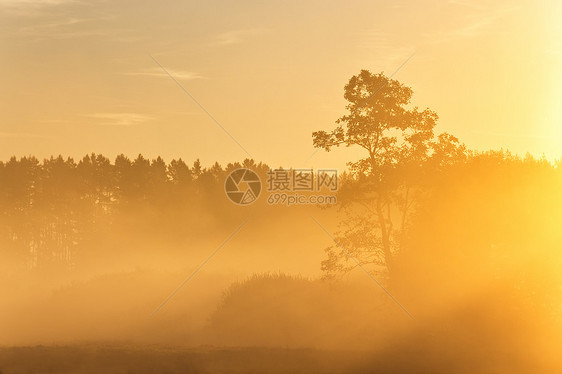 日出的松树轮廓,早晨的薄雾夏日田野上雾蒙蒙的阳光明媚的早晨雾蒙蒙的早晨全景日出时的松树轮廓,早晨的薄雾图片