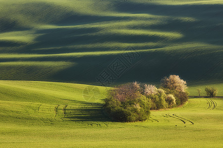 夕阳线波浪与树木春天日落线波浪与树木春天,南莫拉维亚,捷克共国图片