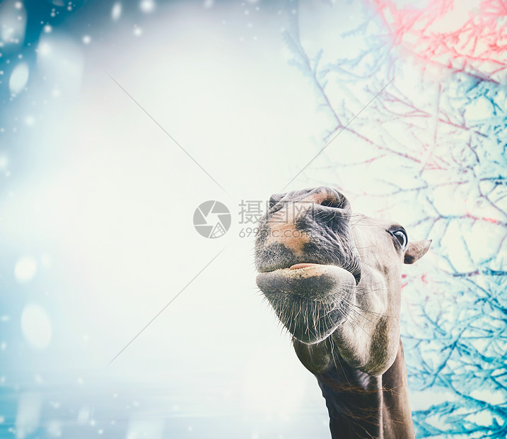 雪冬背景下趣的马脸高清图片下载 正版图片 摄图网