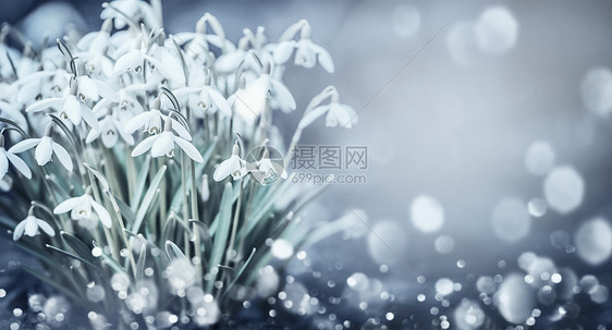 雪滴花户外自然背景与博克花园,公园森林,前的春天的图片