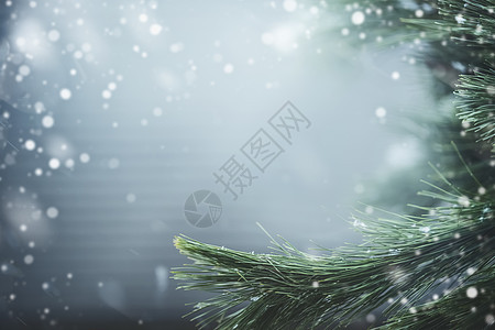 美妙的冬天背景,冷杉树枝雪寒假诞节的图片