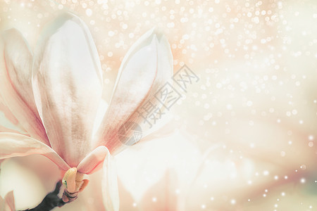 粉彩玉兰花春天的自然背景图片