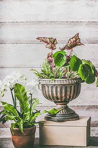 各种绿色的家庭植物花卉锅种植骨灰盒桌子上的木墙背景,正视图图片