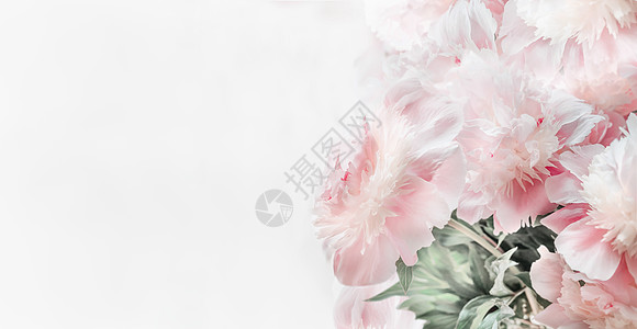 美丽的淡粉色牡丹花白色的背景,正的花卉边界布局贺卡为母亲节,婚礼快乐的活动图片